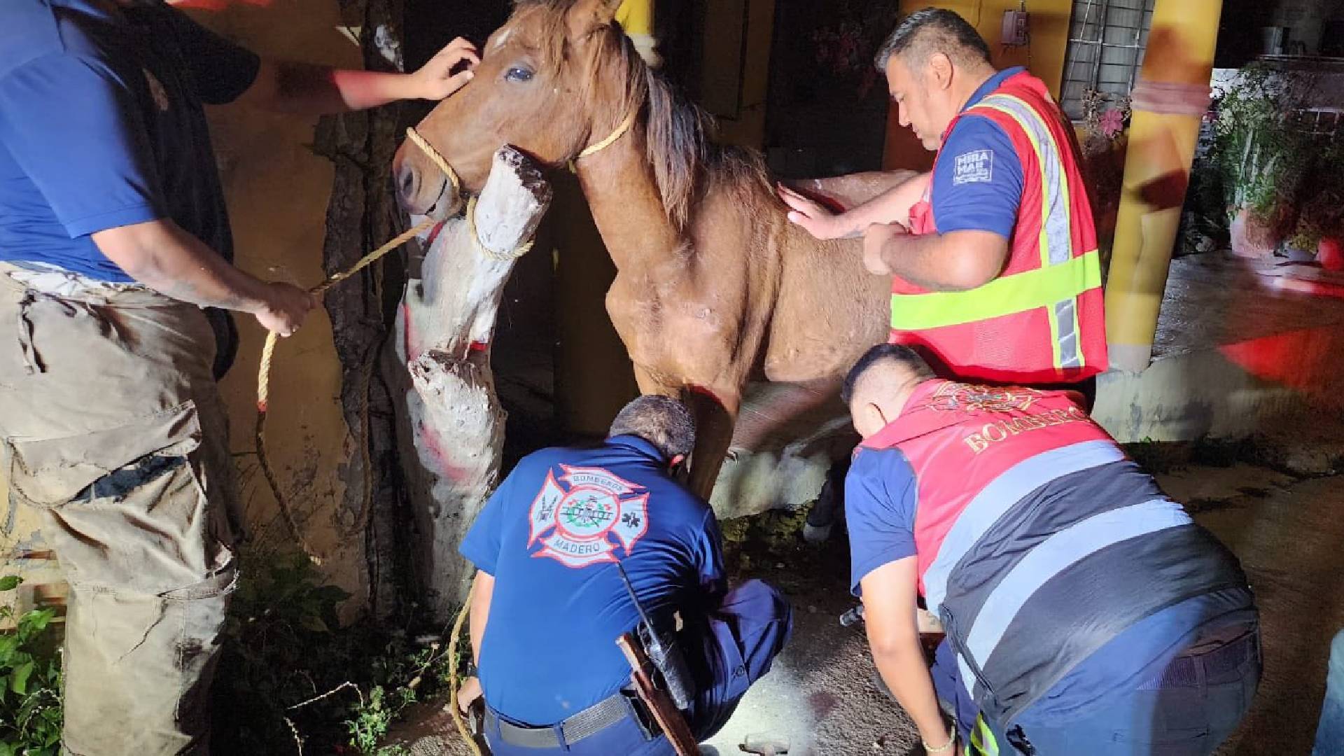 Rescatan a caballo atorado en tubo de PVC en Ciudad Madero