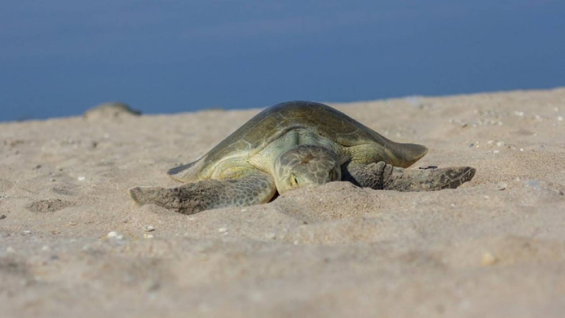 Preparan operativos en playas de Tamaulipas por arribo de tortugas