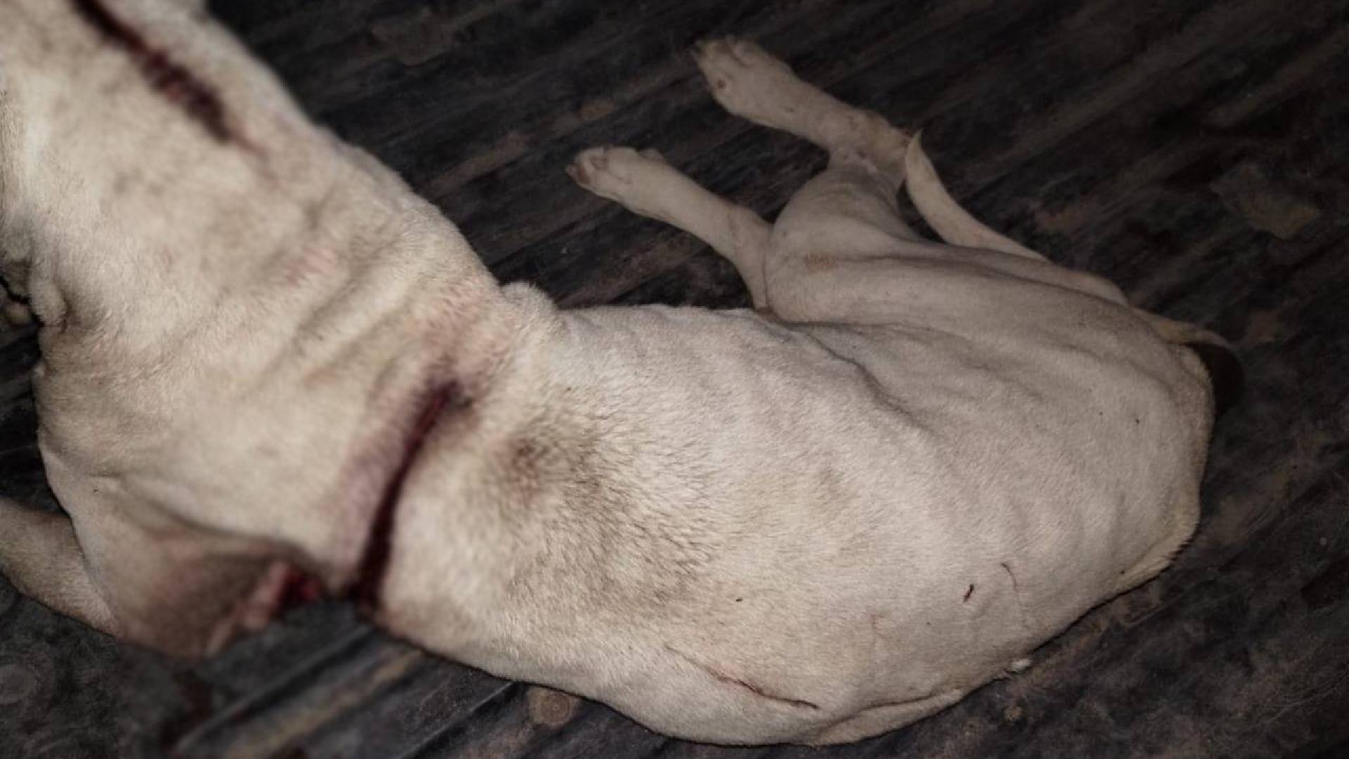 Rescatan en Reynosa a perrito herido por maltrato animal