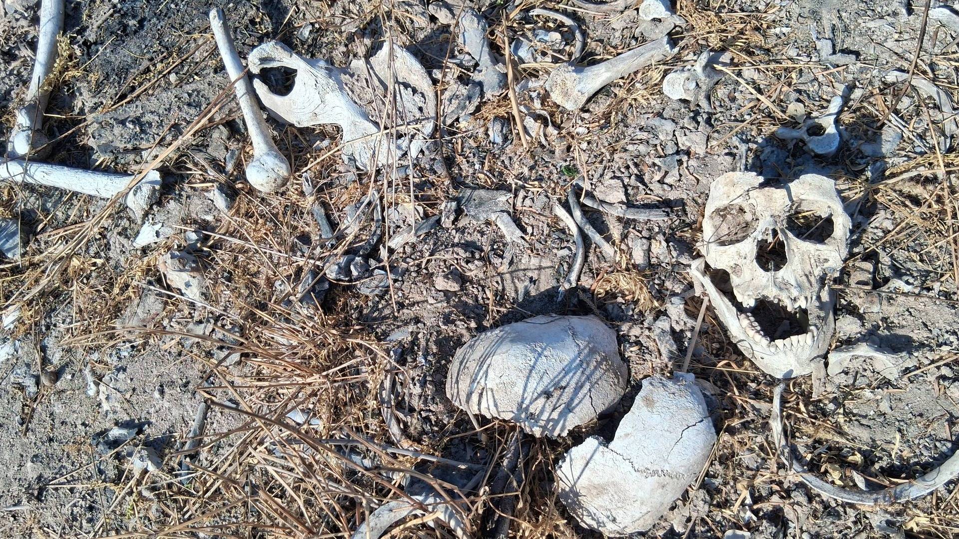 Localizan restos humanos cerca del canal Rodhe en Reynosa