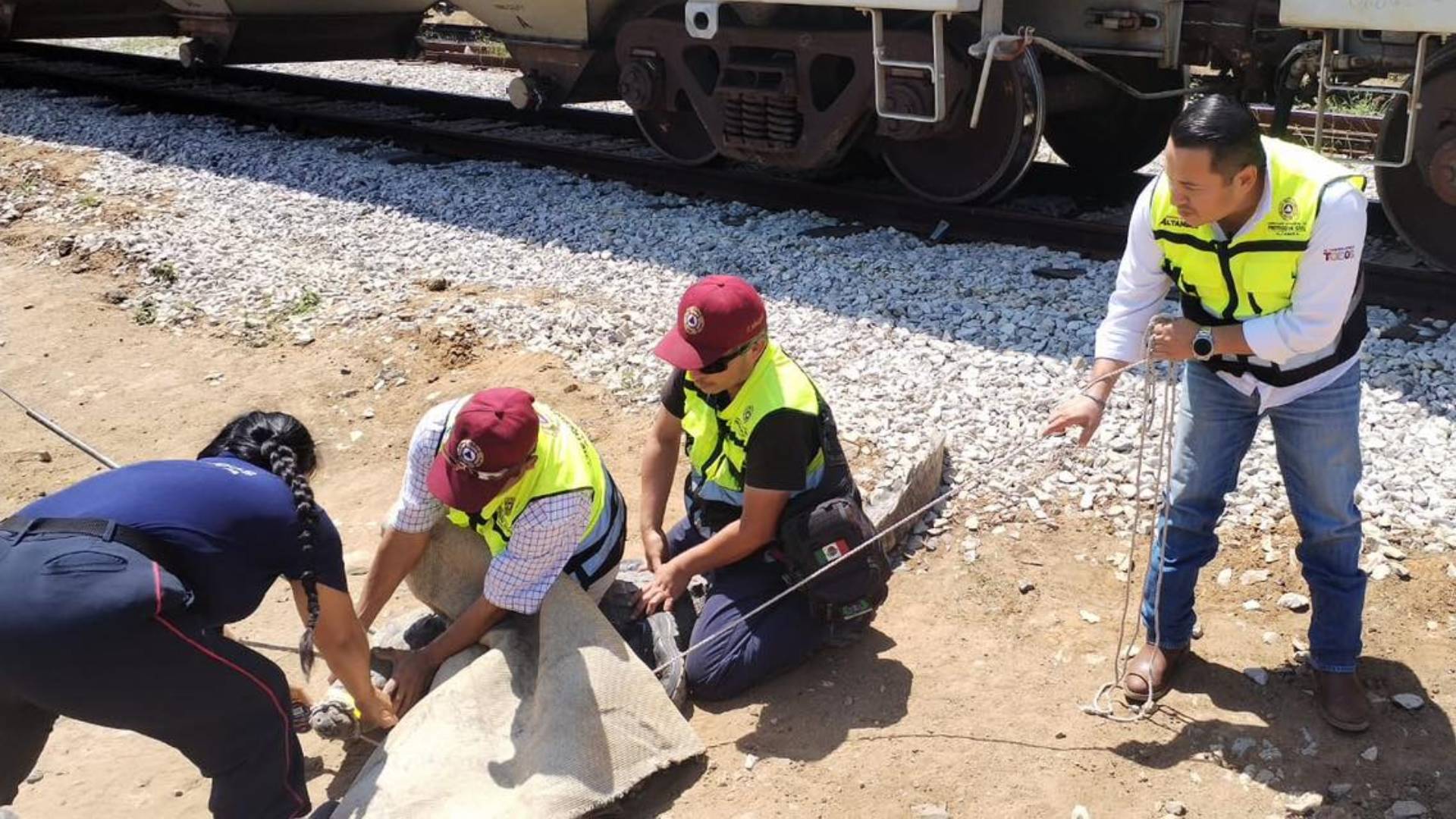 Capturan cocodrilo dentro de empresa en Altamira