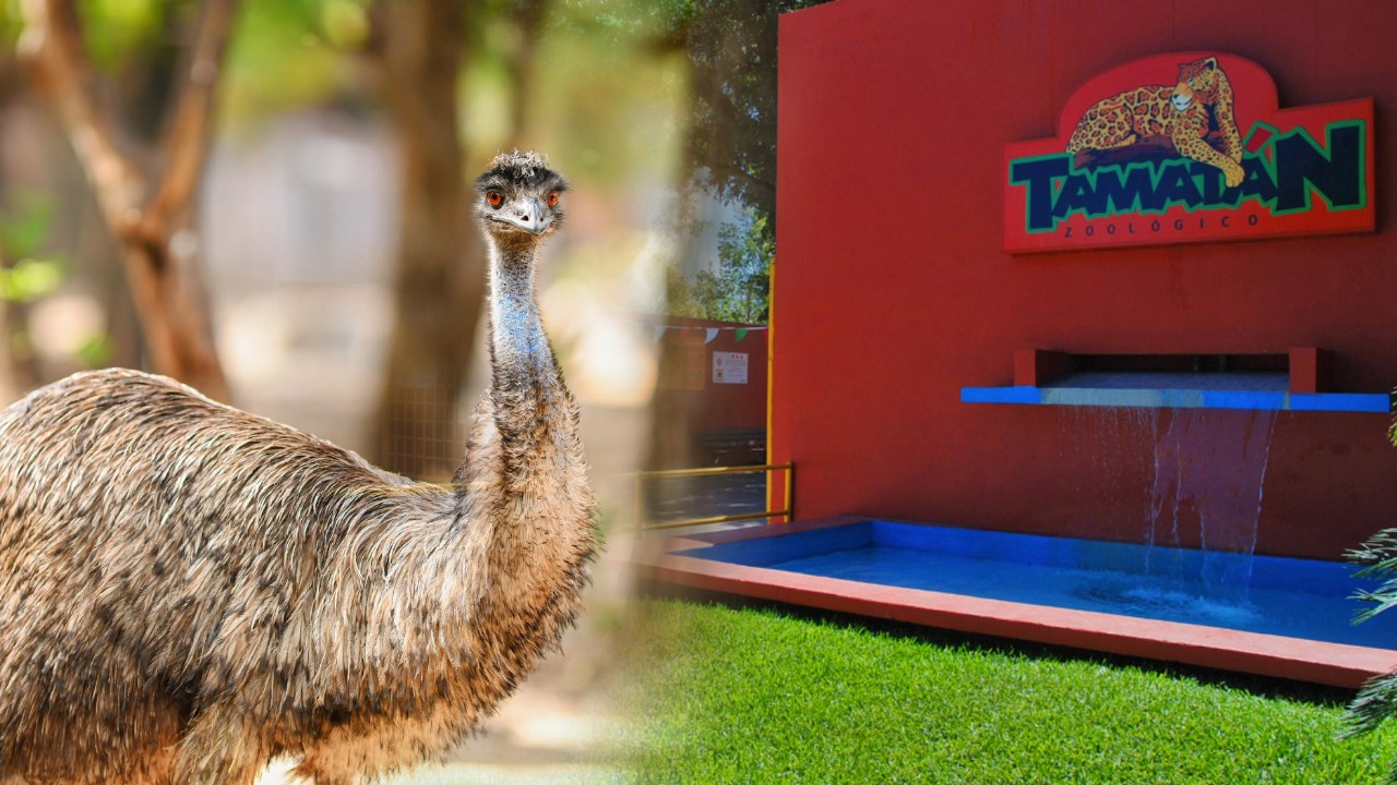 Zoológico Tamatán prepara llegada de nuevas especies para renovar experiencia