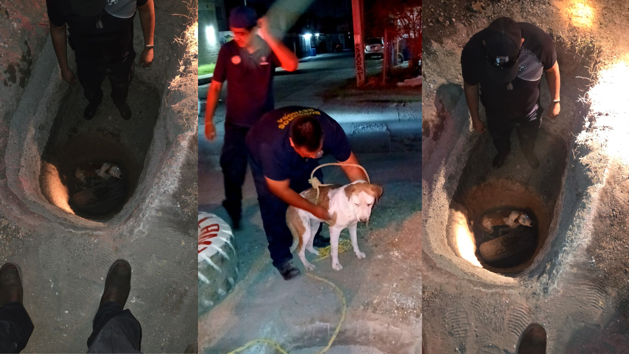 Rescatan a perrito que cayó a un pozo en colonia de Reynosa