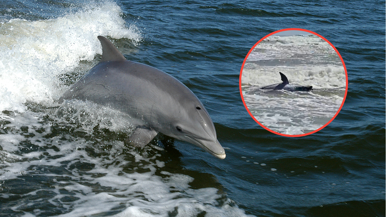 Hallan delfín amarrado a un ancla en Playa Bagdad