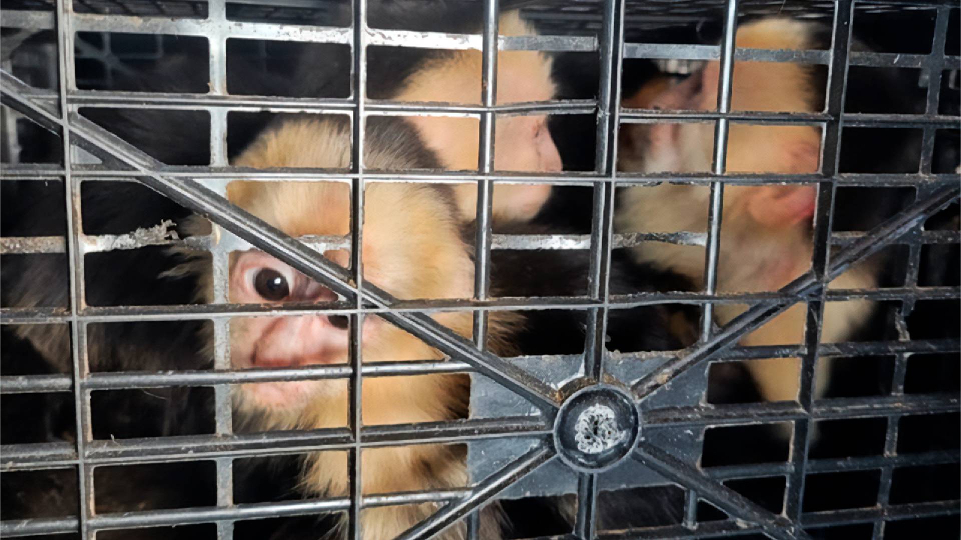 Aseguran 10 monos capuchinos con signos de maltrato en Tabasco
