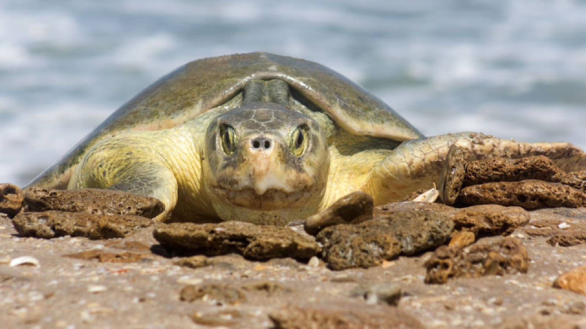 Resguardan más de 28 mil huevos de tortuga lora en Tamaulipas