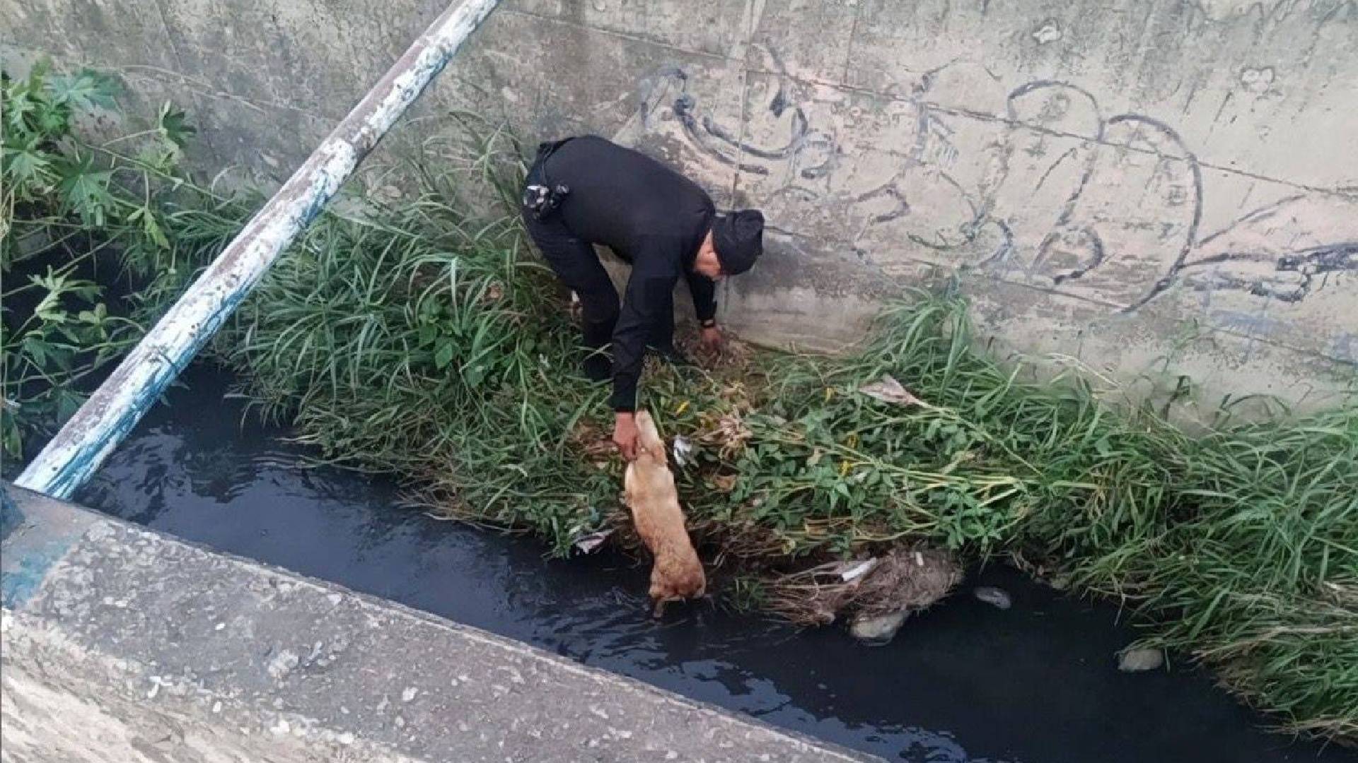 Rescatan a perrito atrapado en canal de Ciudad Victoria