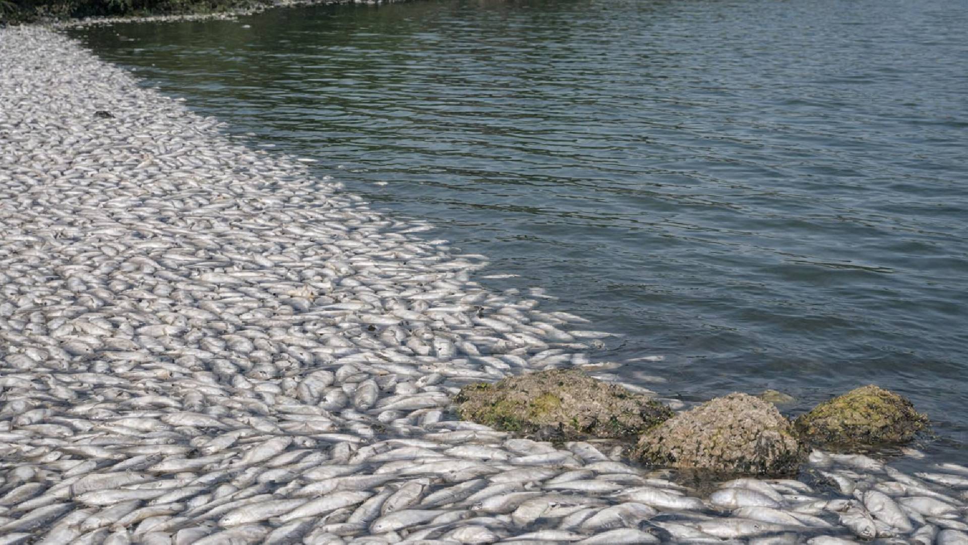 Mortandad masiva de peces enciende alertas en el río Tamesí