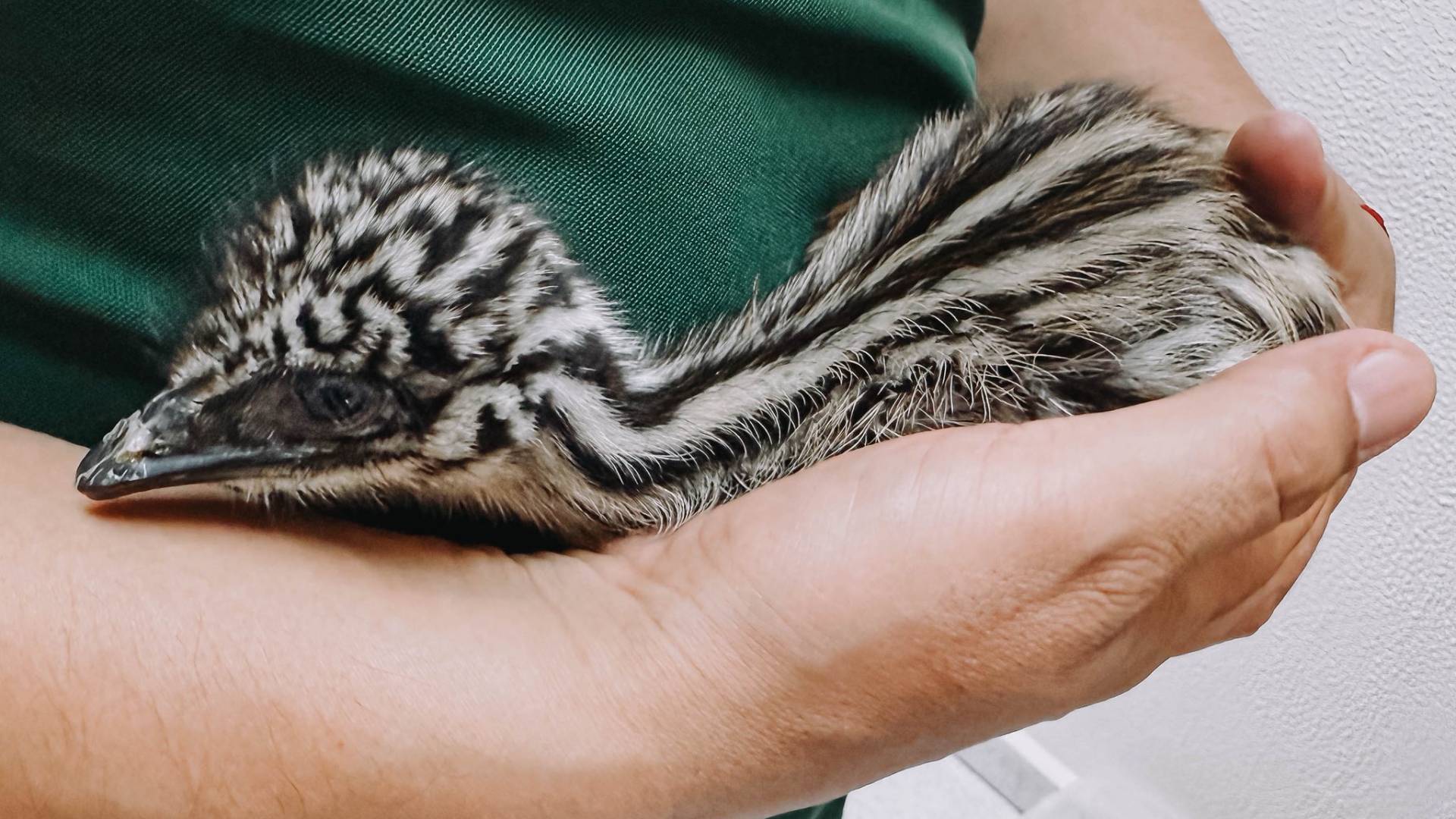 Nacen dos ejemplares de emú en el Zoológico Tamatán