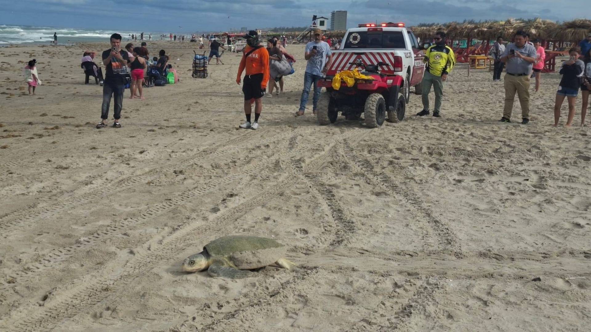 Refuerzan operativo en costas de Tamaulipas por llegada de tortuga lora