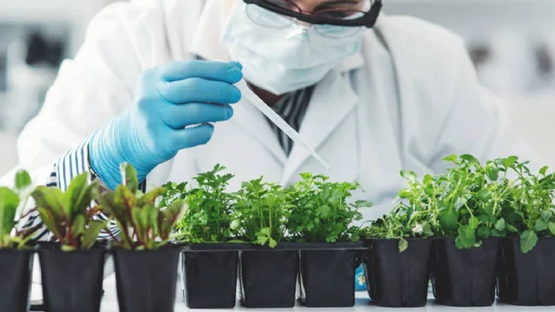Investigación de la UAT posiciona al noreste en ciencia vegetal