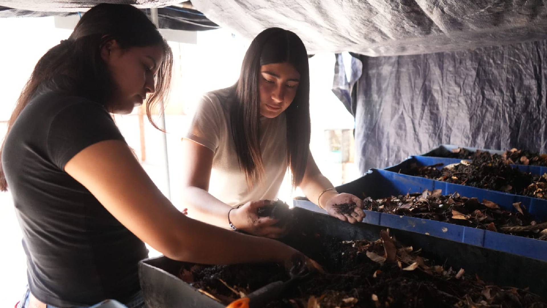 UAT genera innovación agrícola con biofertilizantes orgánicos