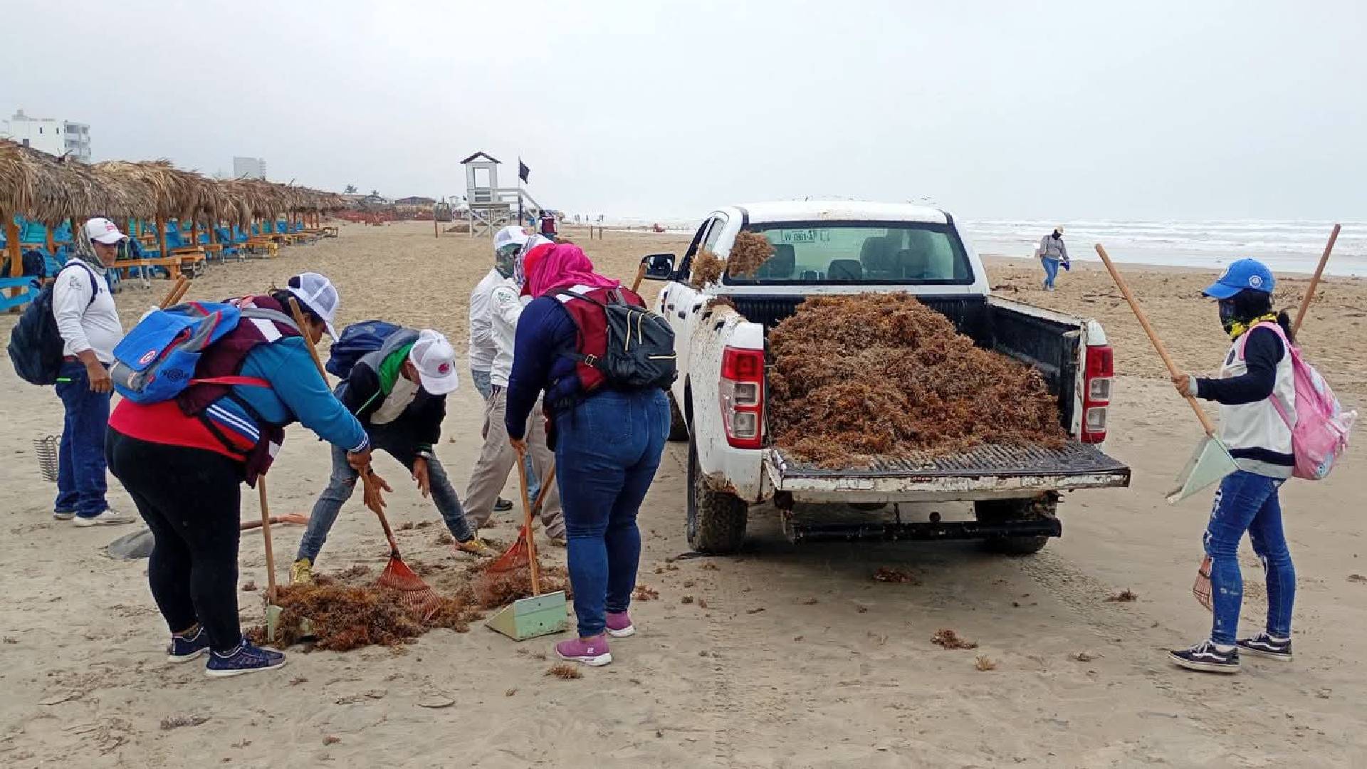 Retiran más de 400 toneladas de sargazo en Playa Miramar