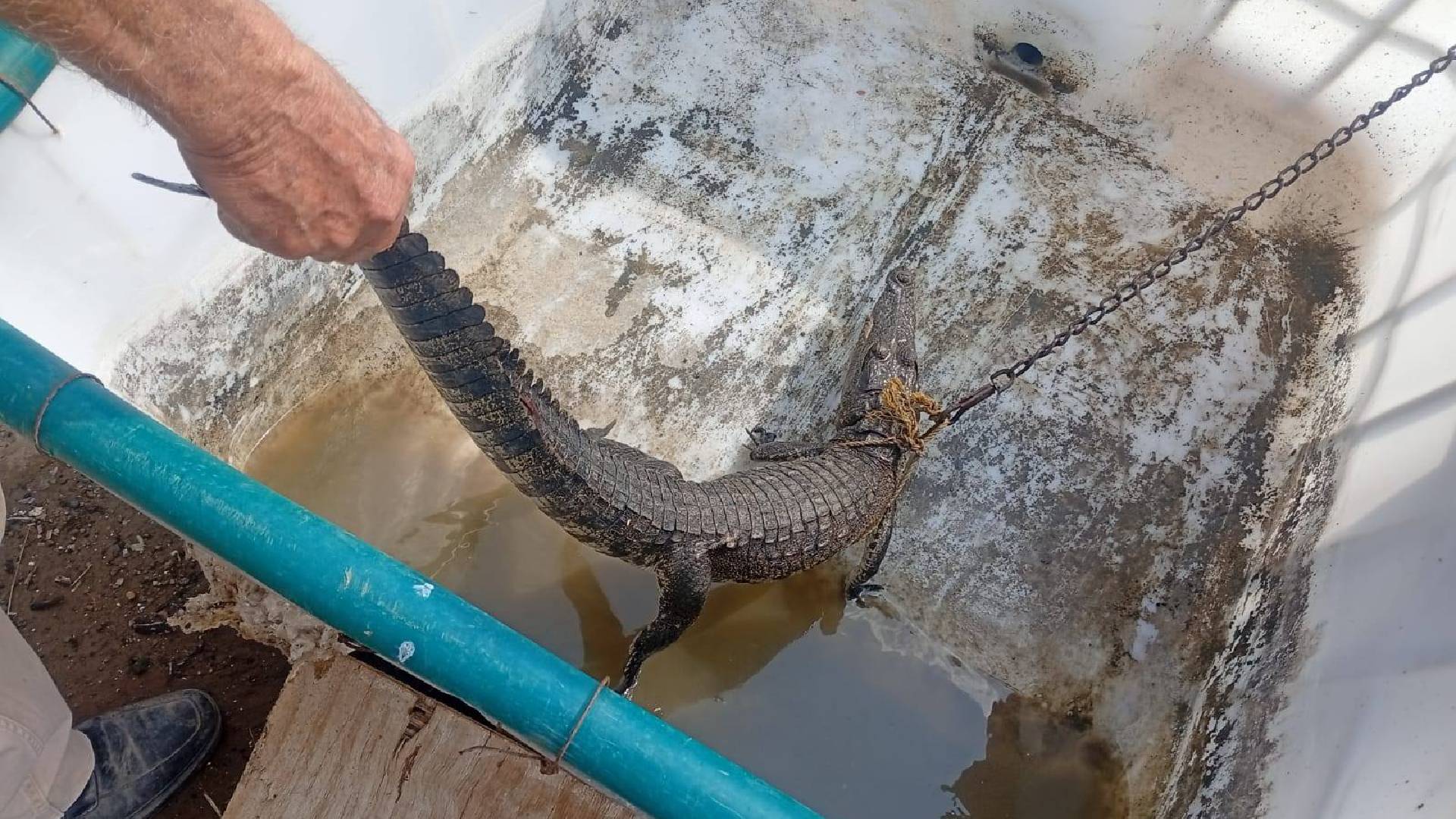 Capturan cocodrilo hallado en el río Pilón en Villagrán