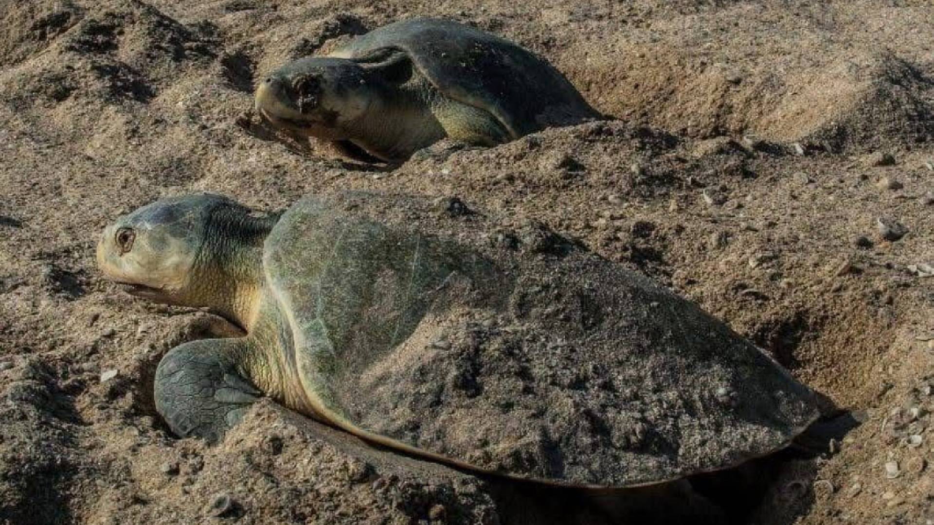 Suman más de 16 mil huevos de tortuga lora protegidos en Tamaulipas