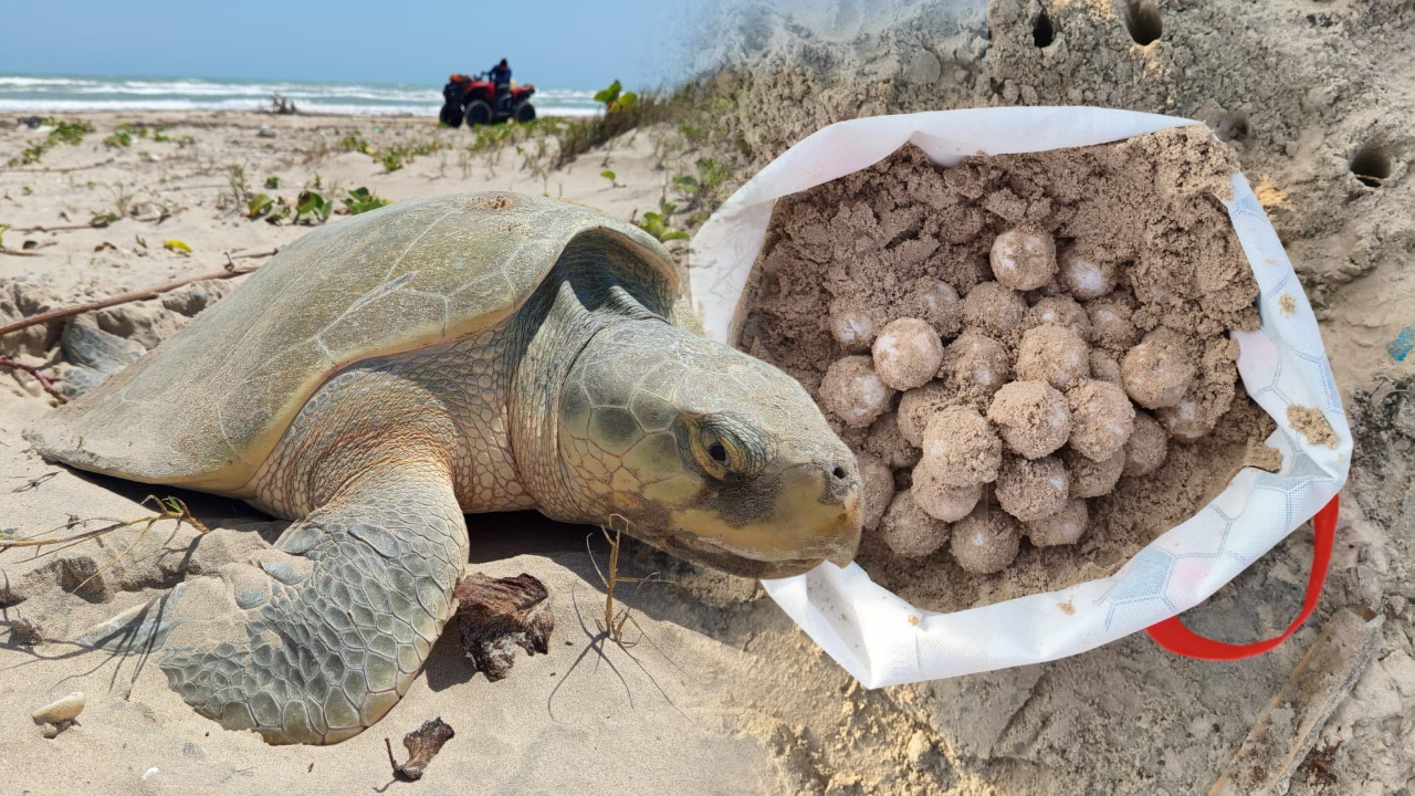Recuperan 9 nidos de tortuga lora en Playa Bagdad, Matamoros