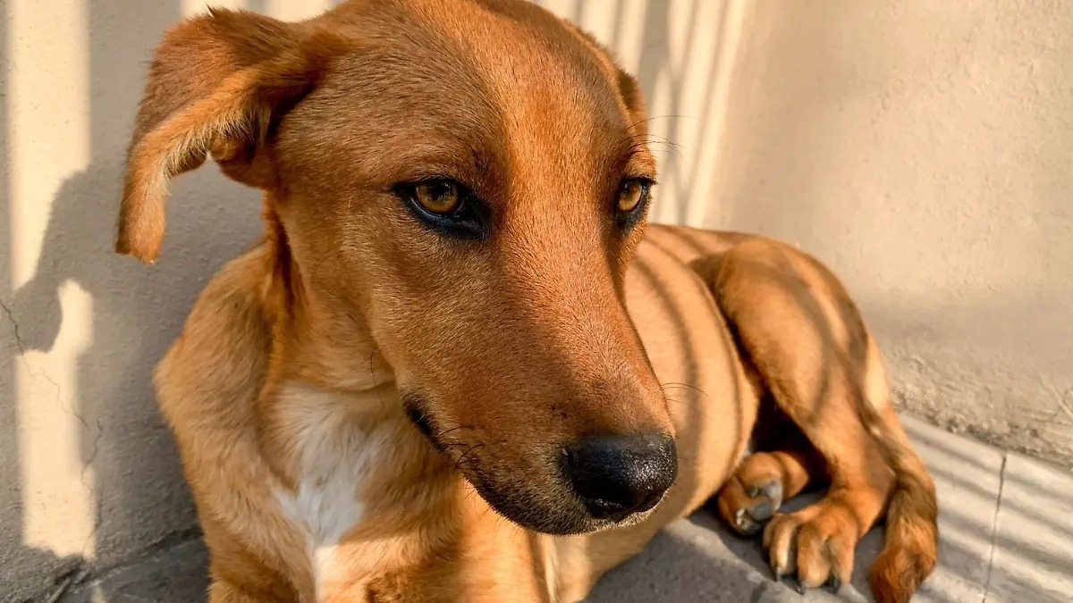 Reconocen al perro “caramelo” como raza mexicana