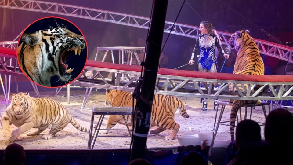 Tigre salta al público tras colapso de estructura