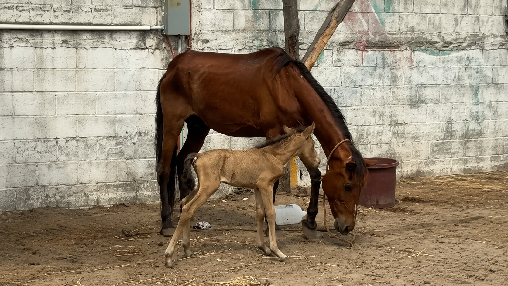Rescatan a yegua con golpe de calor en Ciudad Madero