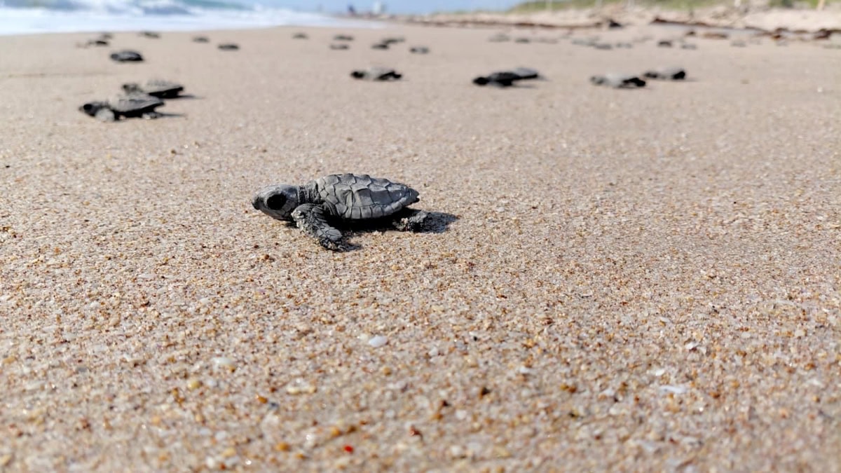 Nacen primeras tortugas lora en Playa Miramar