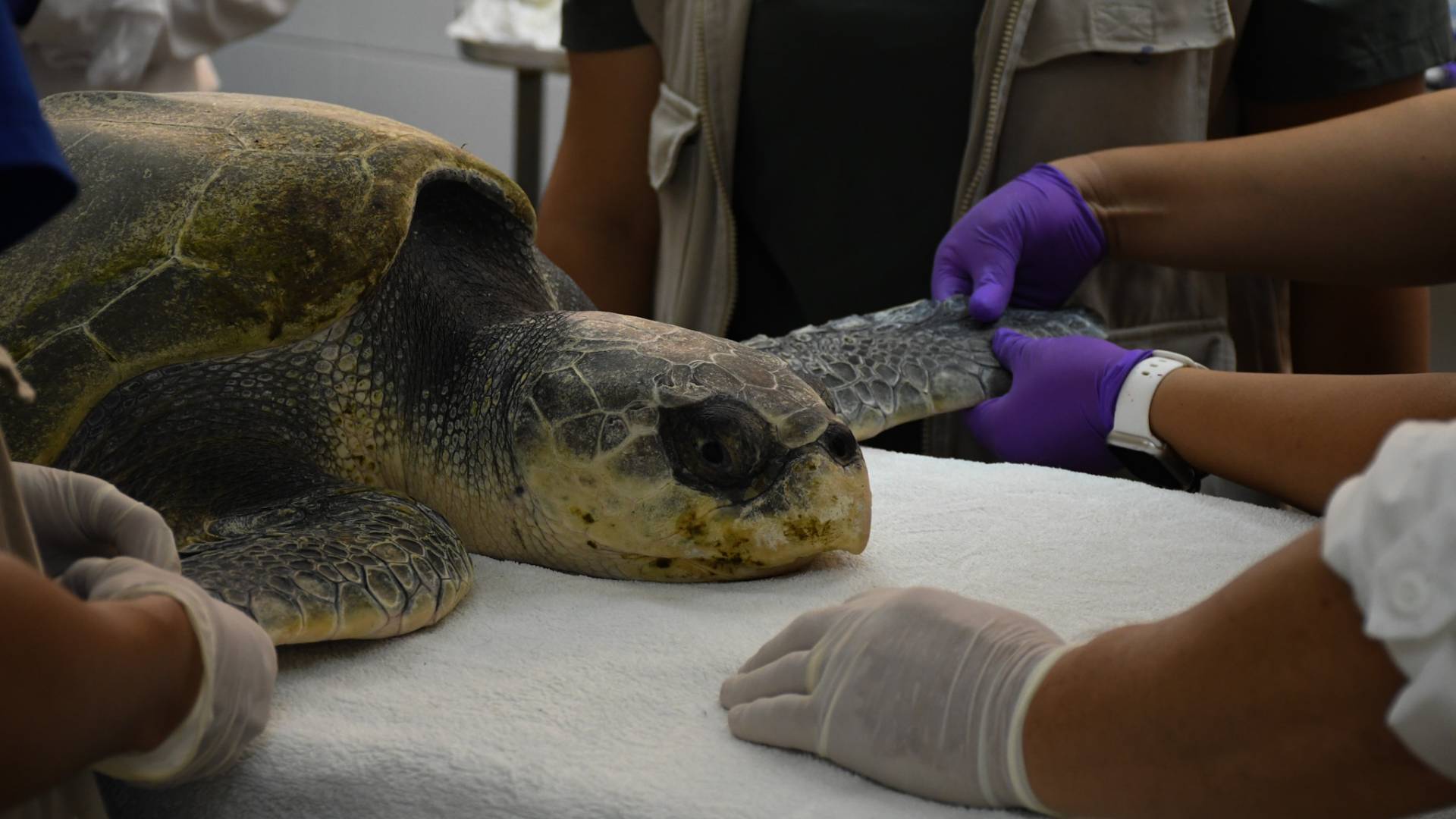 Rescatan tortuga lora en estado crítico en Playa La Pesca