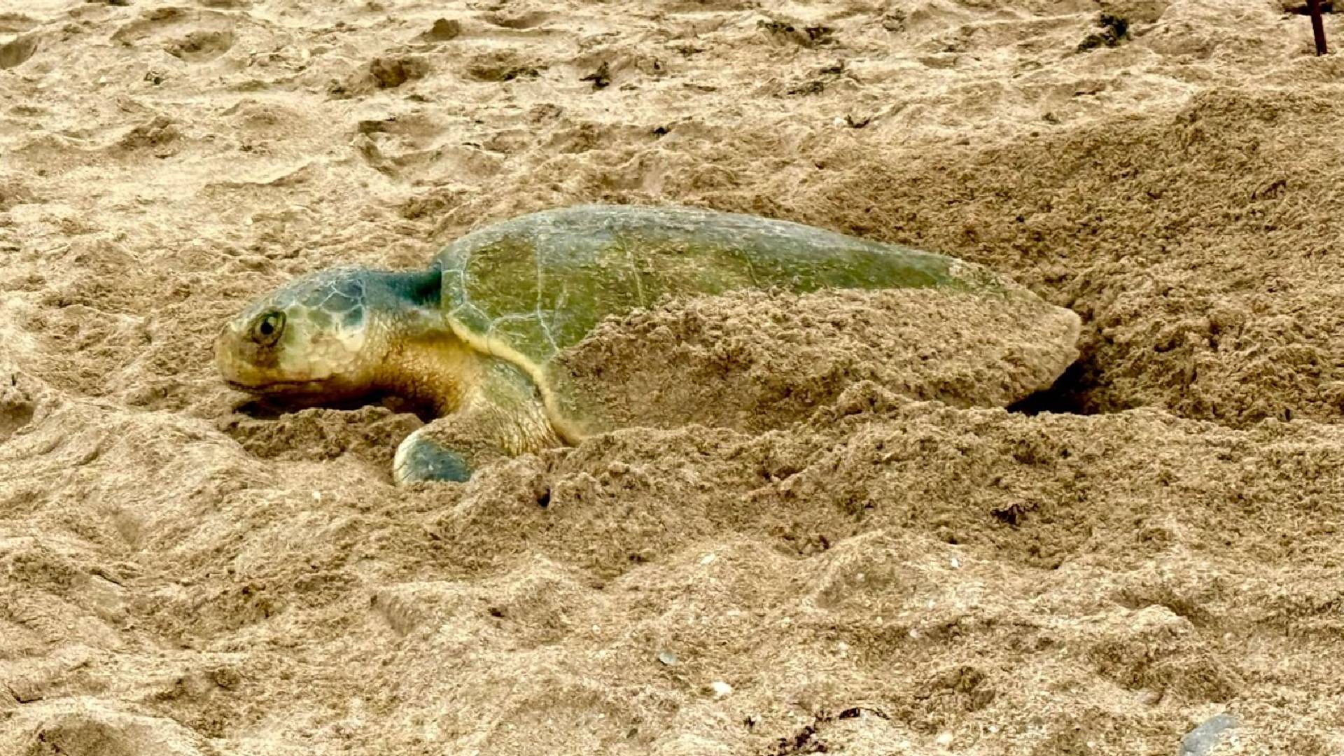 Tamaulipas registra más de 2 mil nidos de tortuga lora