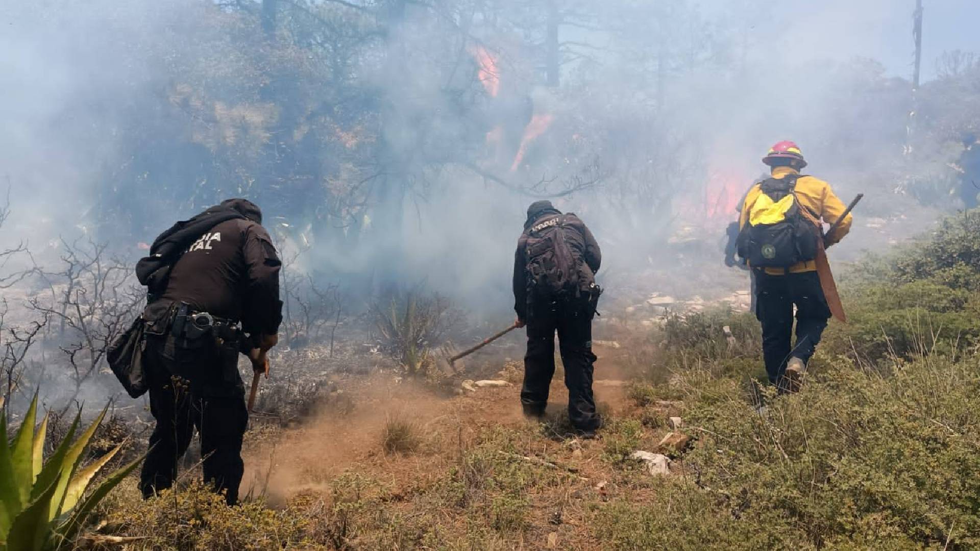 Activan Plan Tamaulipas por incendio forestal en Miquihuana