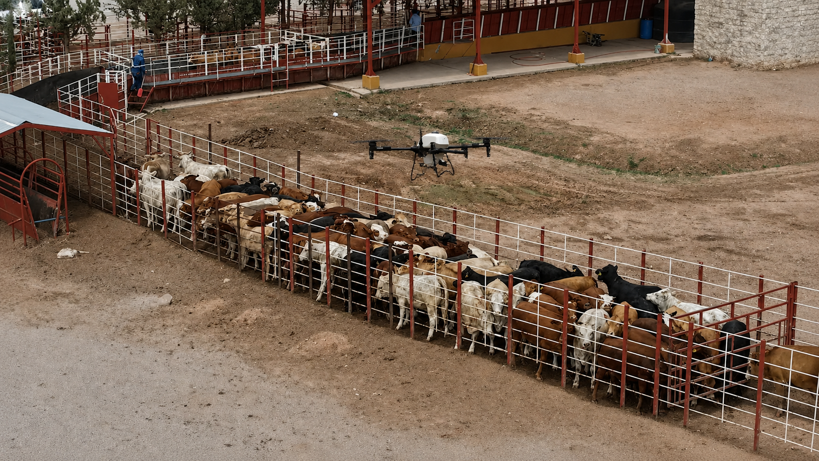 UAT utiliza drones para frenar avance del gusano barrenador en Tamaulipas