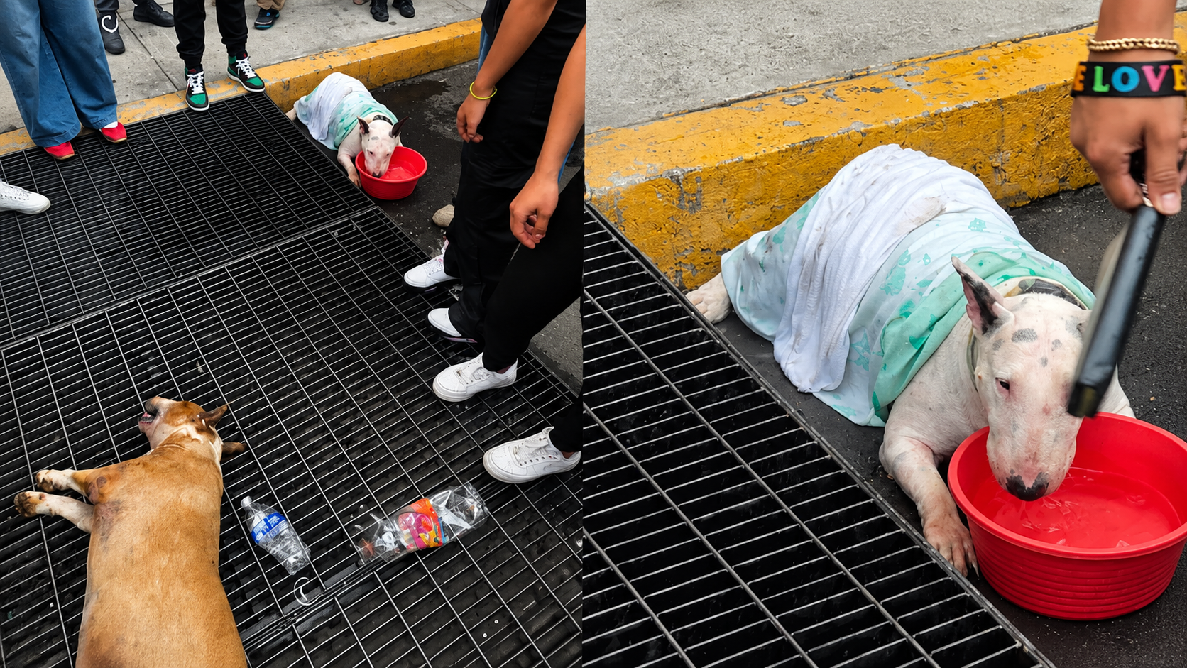 Muere perrita encerrada en camioneta; detienen a su dueño