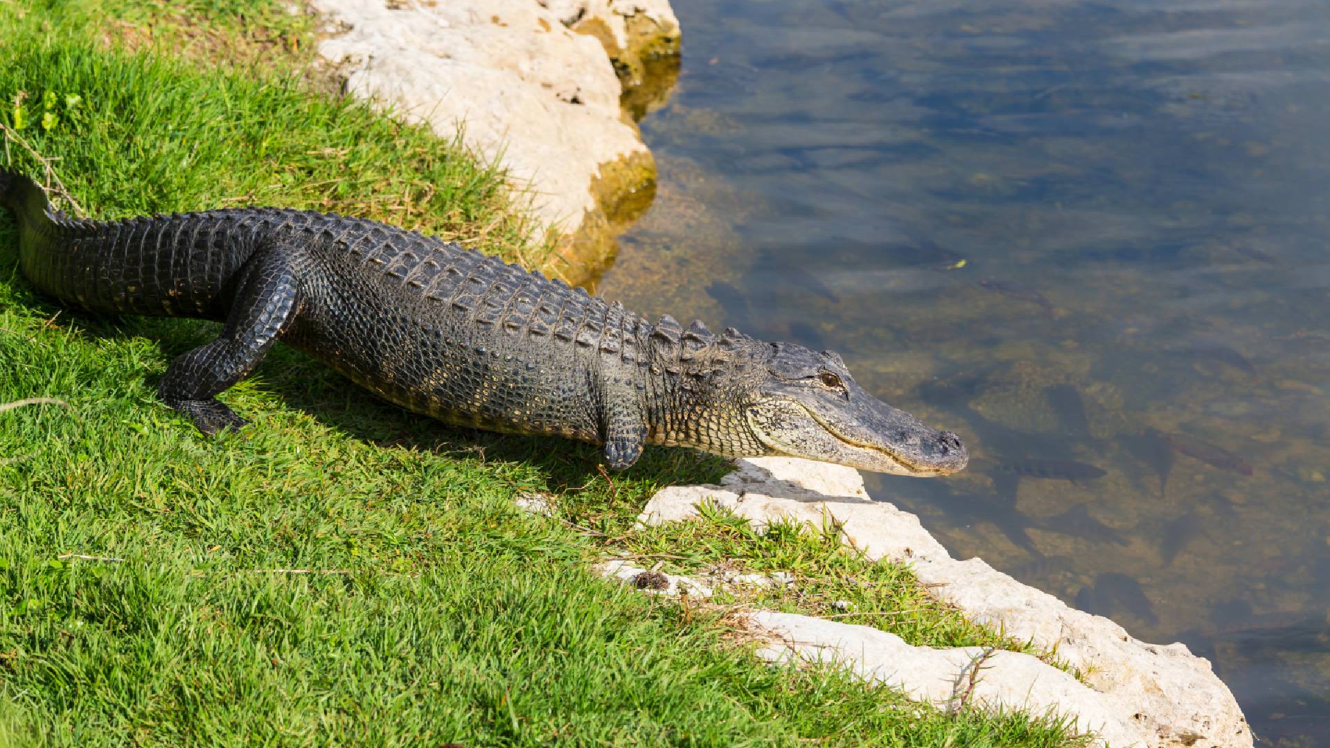Aumentan avistamientos de cocodrilos en Madero tras las lluvias