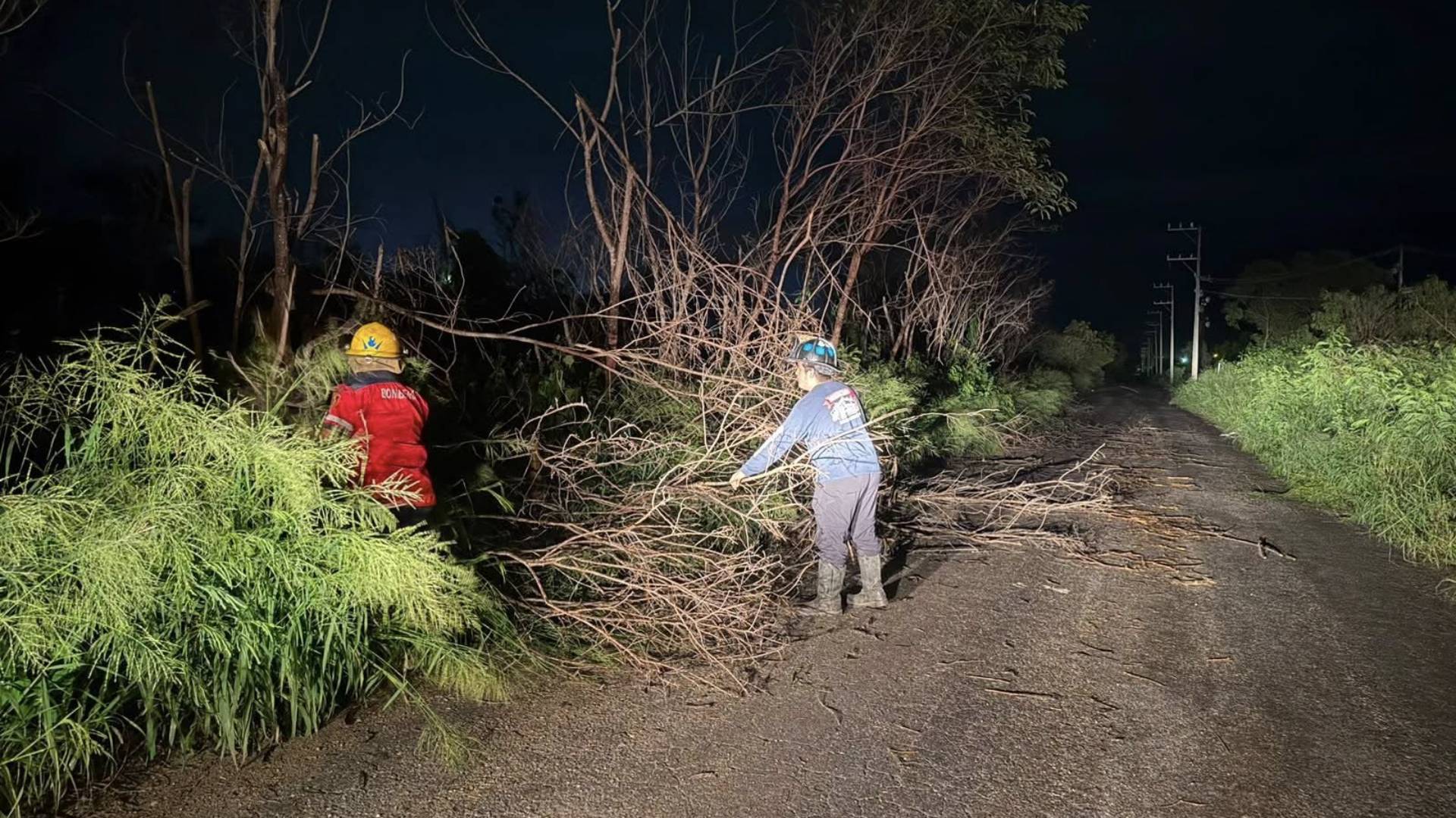 Lluvias derriban árboles en distintos puntos de Ciudad Victoria