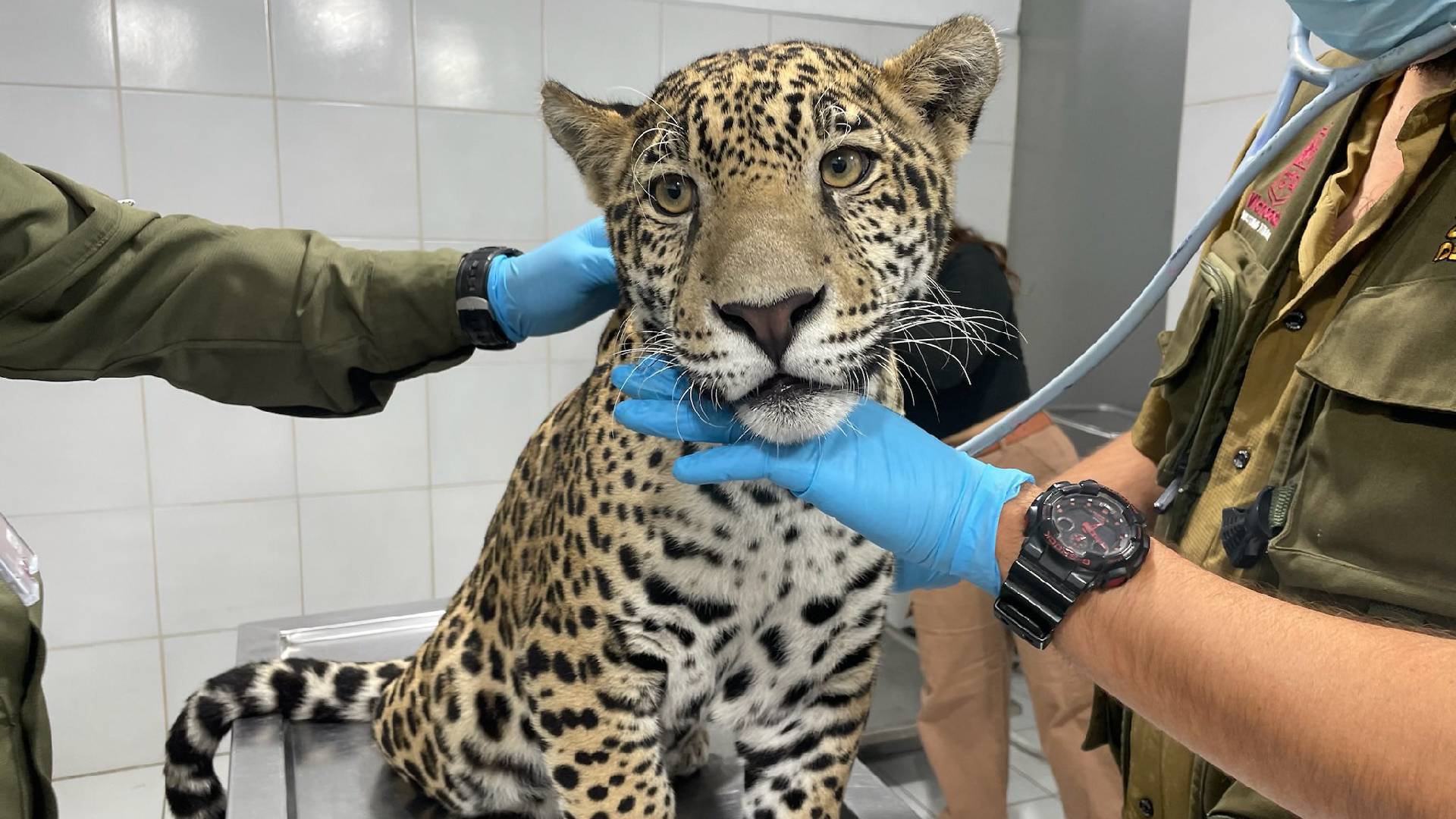 Mujer es detenida tras transportar sin permisos a cachorro de jaguar