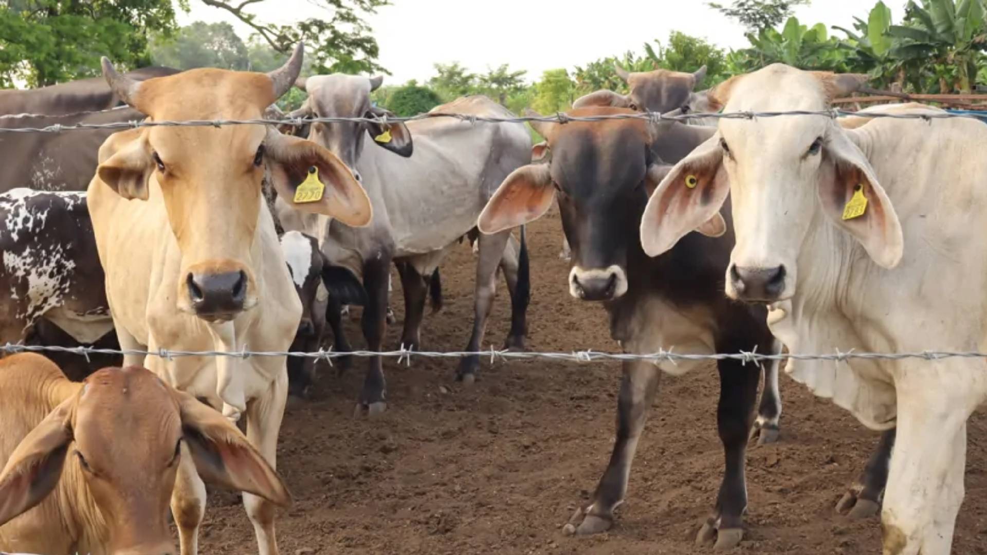 México y EU suspenden intercambio de animales por gusano barrenador