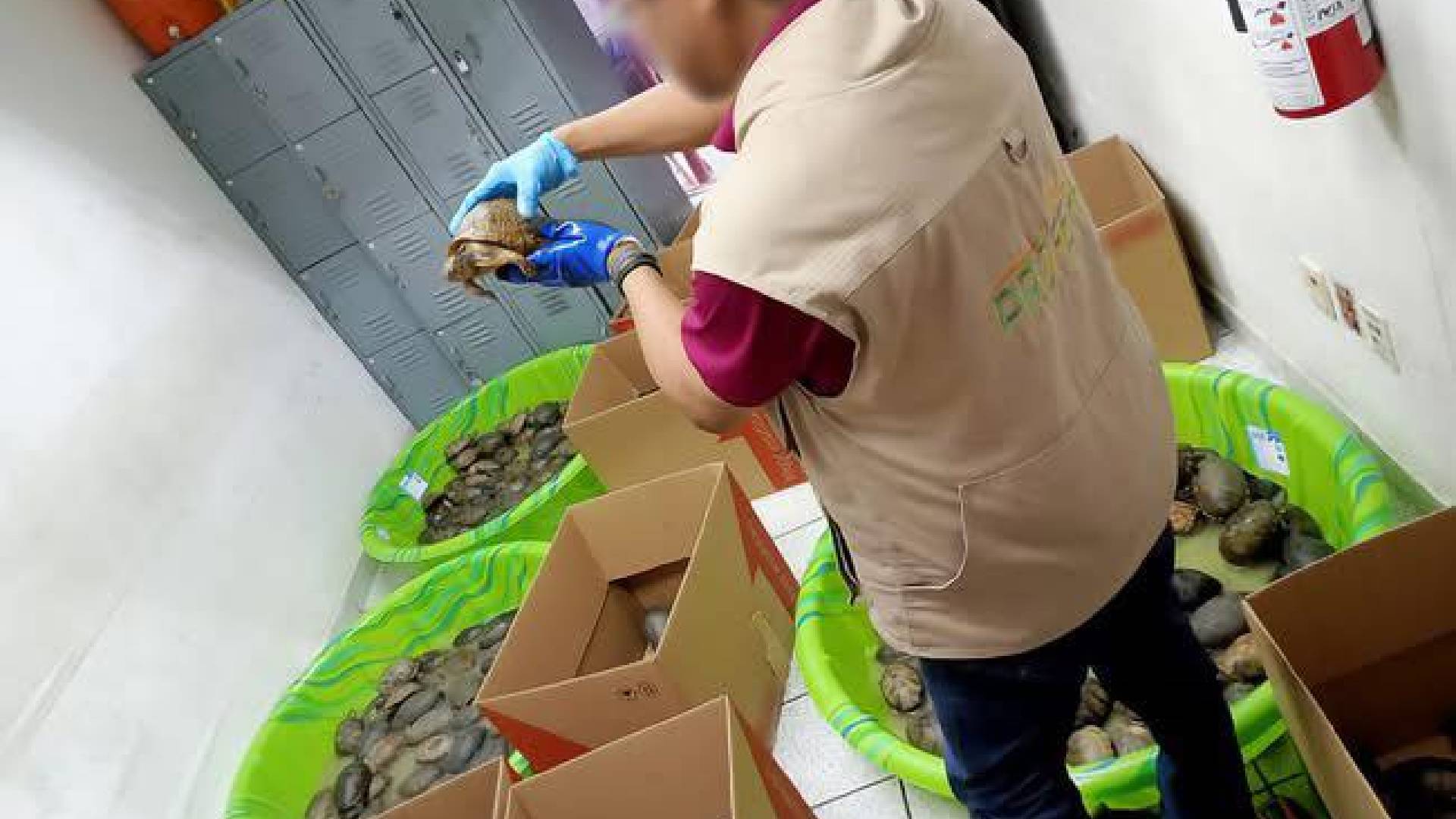 Rescatan 350 tortugas enviadas como juguetes en Tamaulipas