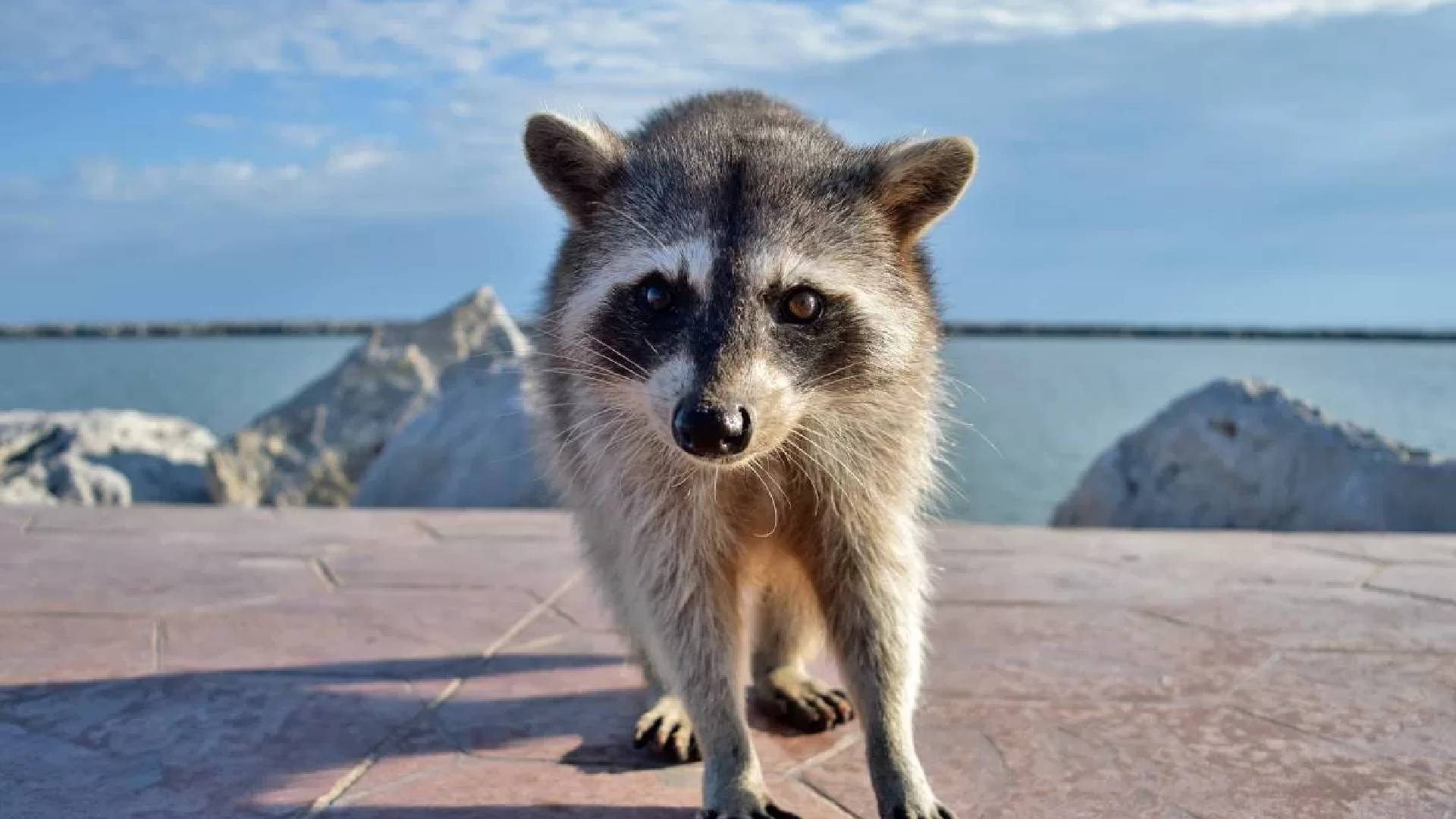 Desaparecen más de 150 mapaches en Playa Miramar