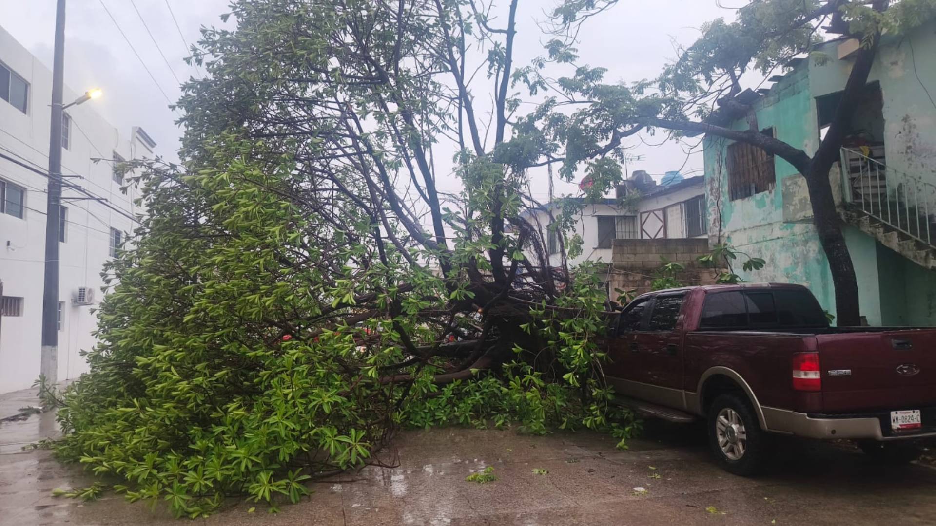 Lluvias derriban árbol sobre vehículo en Ciudad Madero