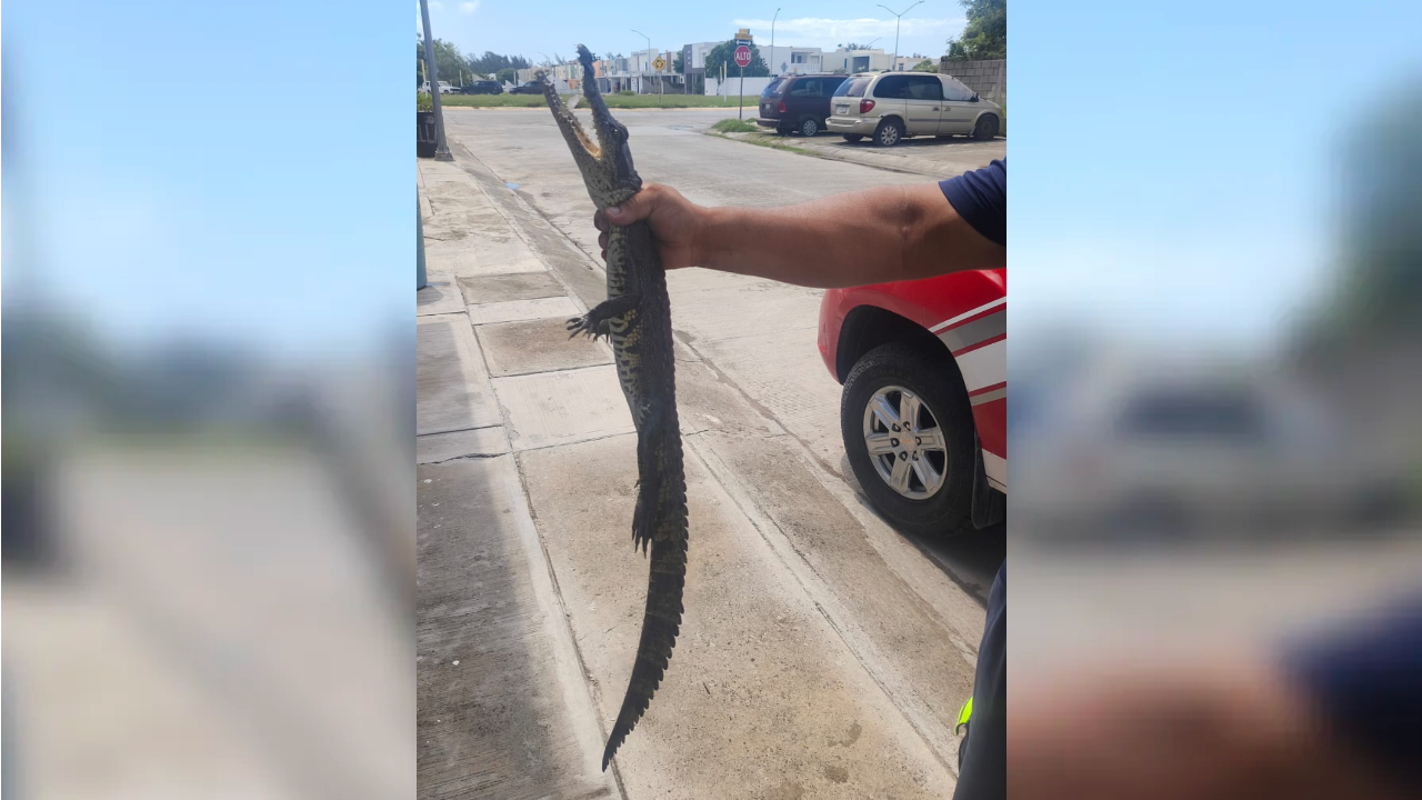 Capturan cría de cocodrilo en fraccionamiento de Ciudad Madero