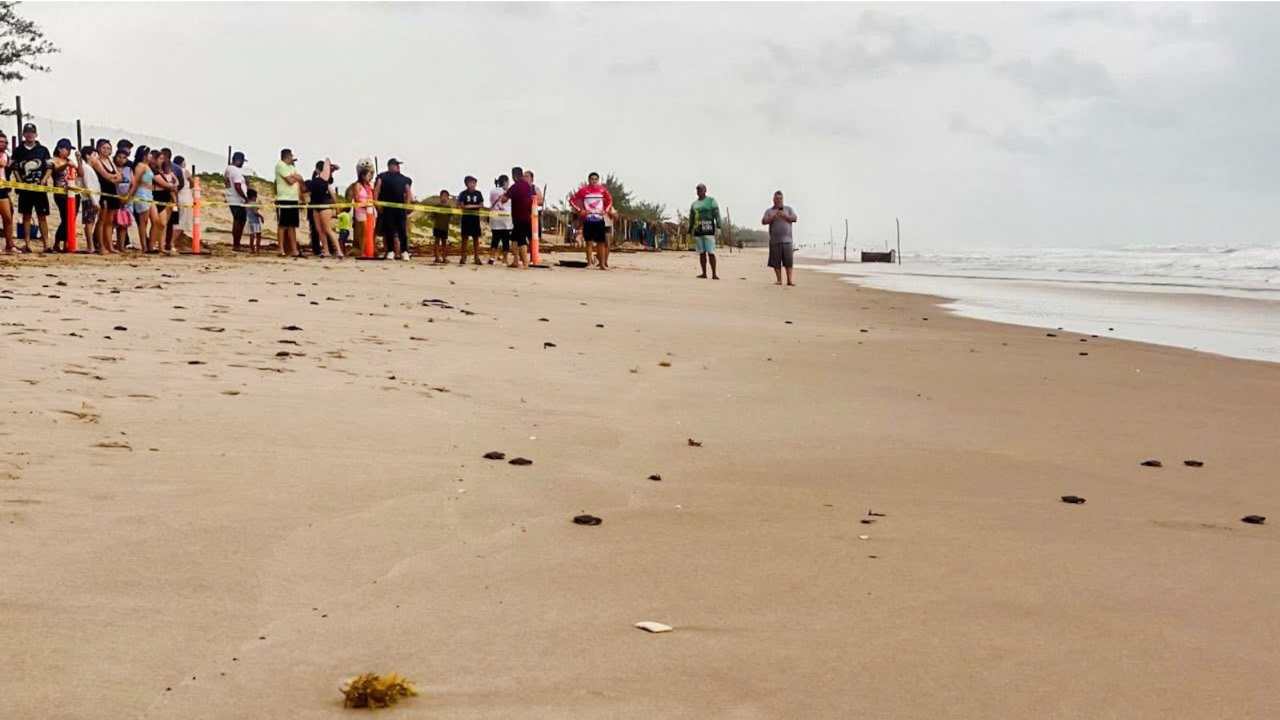 Familias participan en la primera liberación de tortuga lora en La Pesca