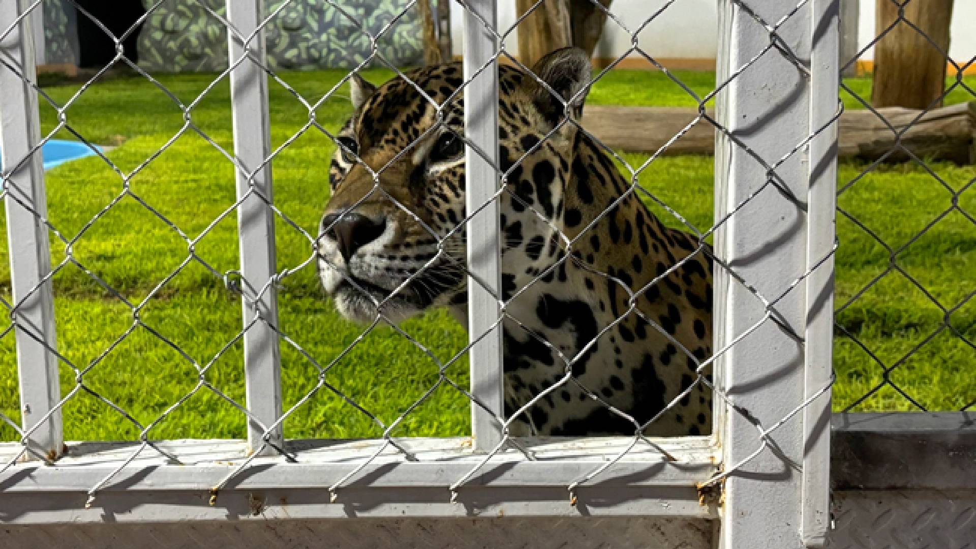 Aseguran leones, un jaguar y un tigre de bengala durante  cateo en San Luis Potosí