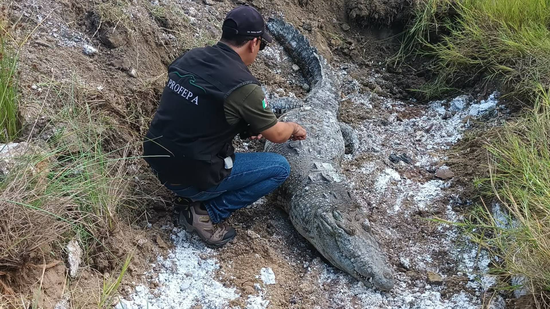 Hallan muerto a “Juancho”, cocodrilo de casi tres metros en Tampico