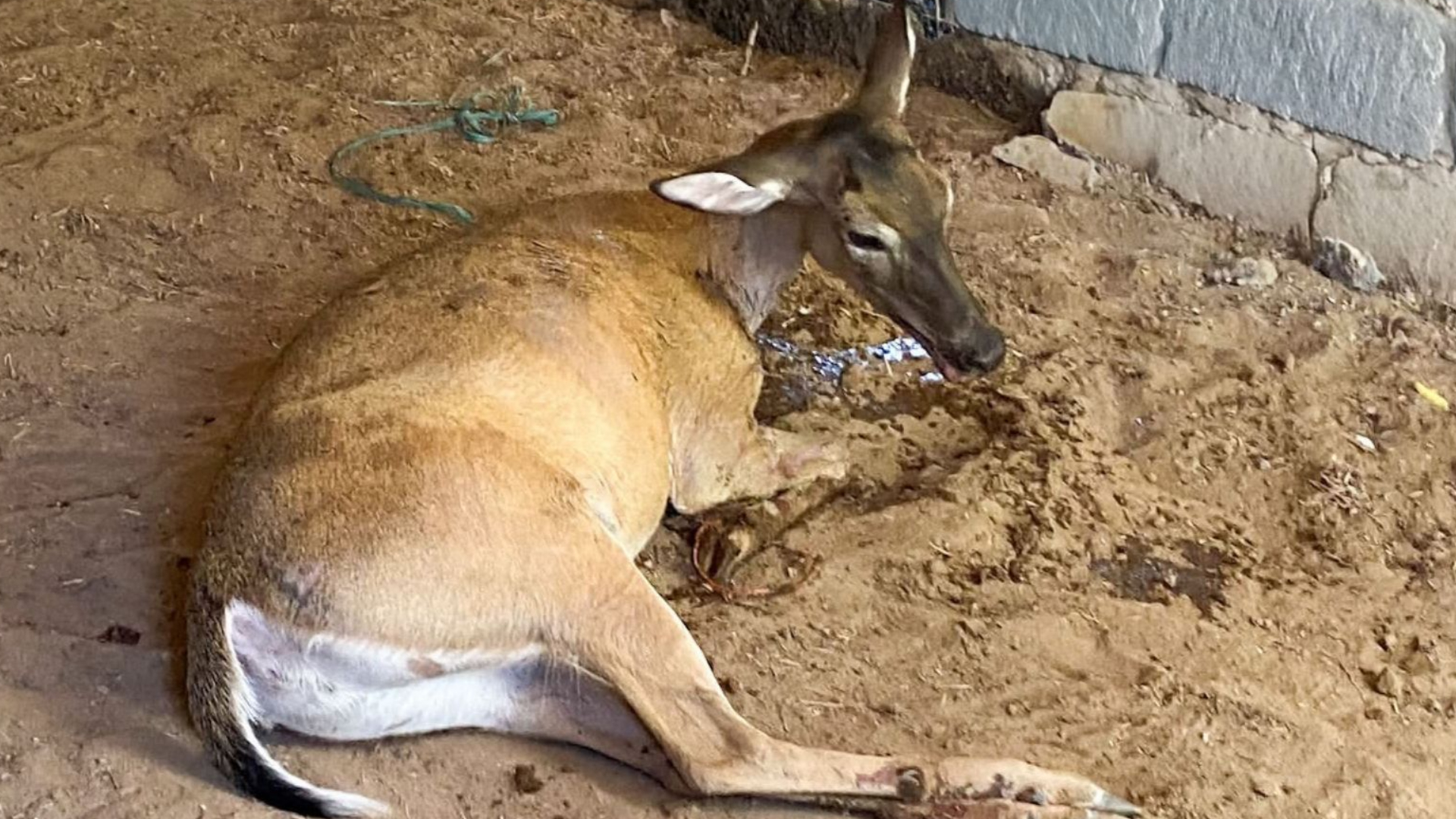 Rescatan venada lesionada en Reynosa; alertan por aumento de fauna silvestre cerca de la ciudad