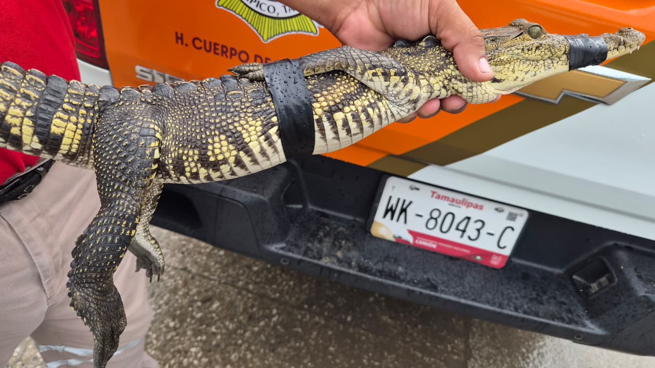 Capturan cría de cocodrilo en Centro de Bienestar y Paz de Tampico