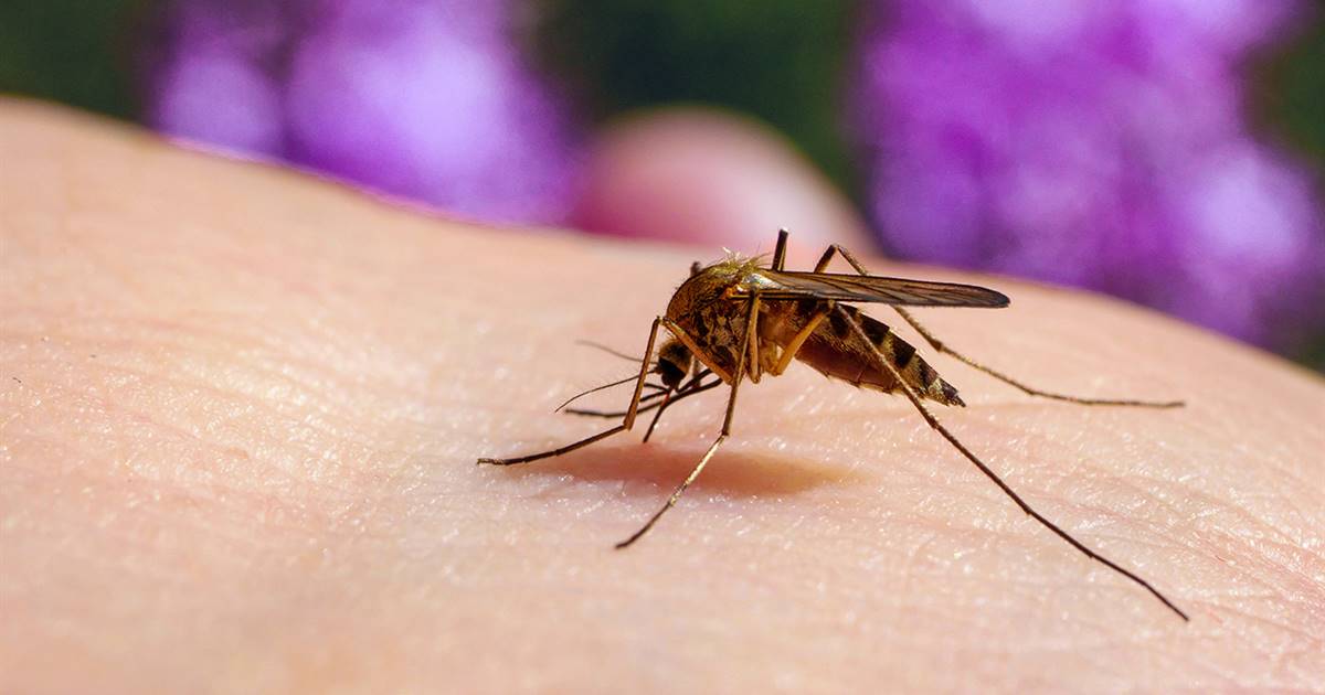 Detectan caso de malaria durante el Mundial 2026 en Jalisco