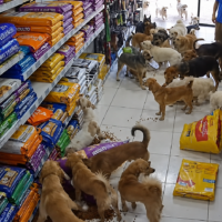 Lomitos protagoniza divertida travesura en una tienda de mascotas